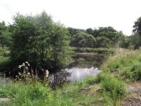 View of Paddy's Pond