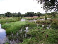 View of Main Pond